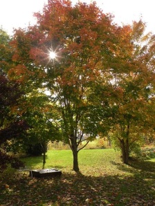 The maple in our backyard embraces the arrival of autumn.